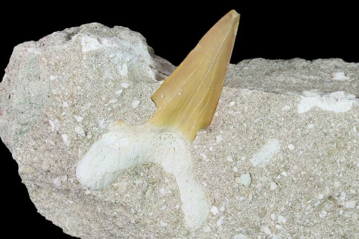 Otodus Shark Tooth Fossil in Rock - Eocene #139875